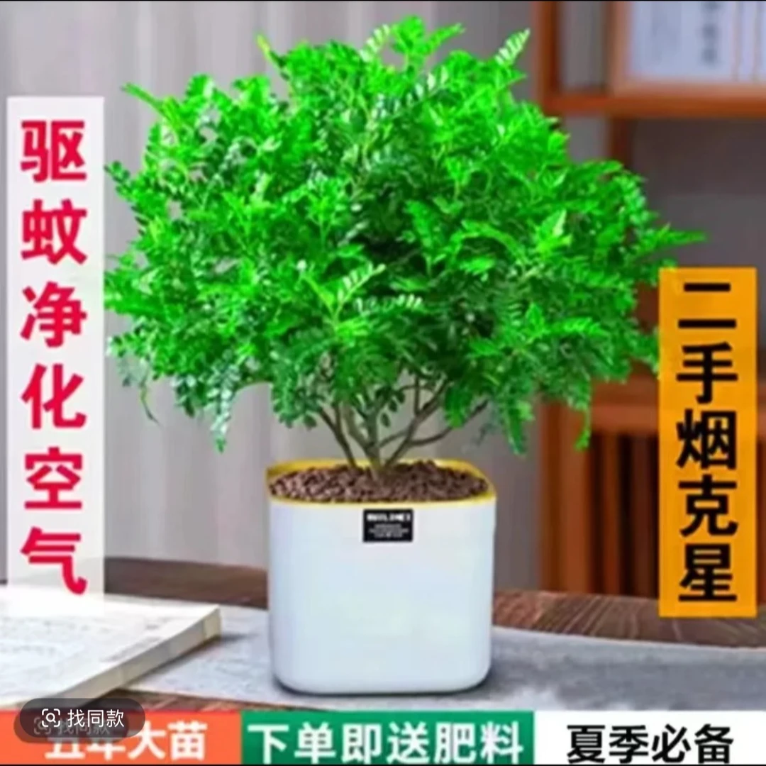 清香木盆栽驱蚊芳香胡椒木带土送盆夏季必备花卉绿植