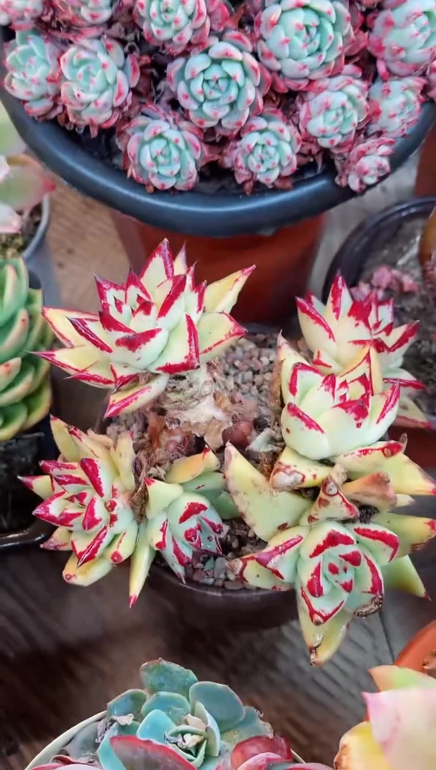 【闪购商品】07039