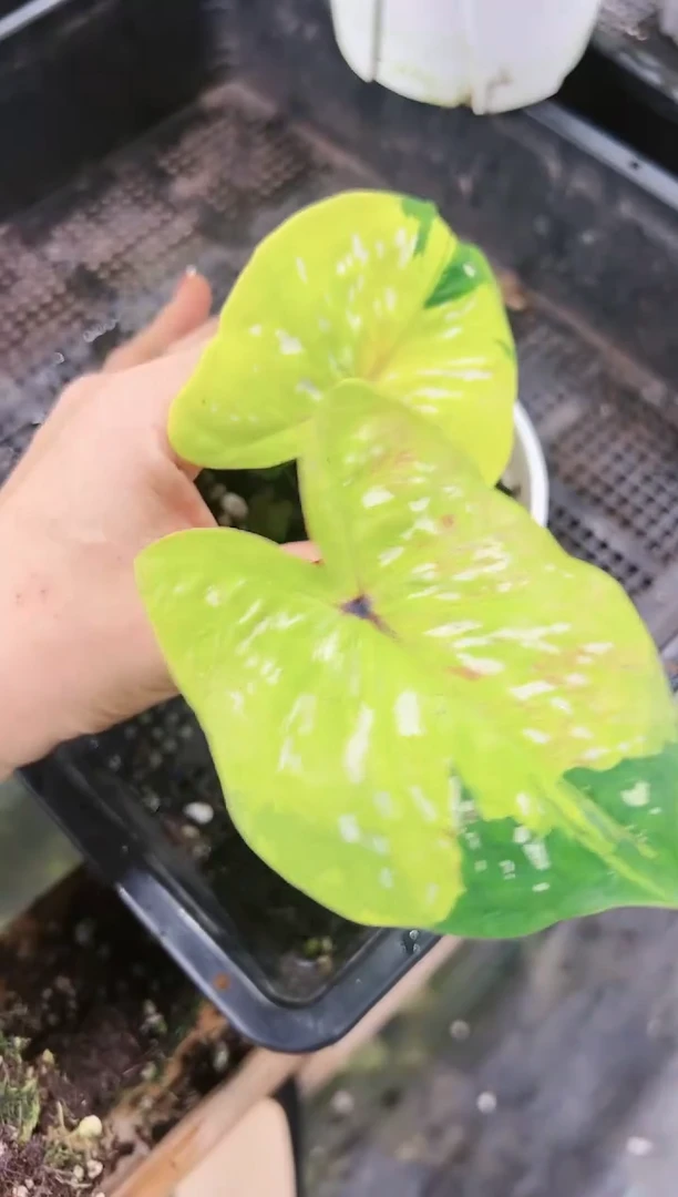 187