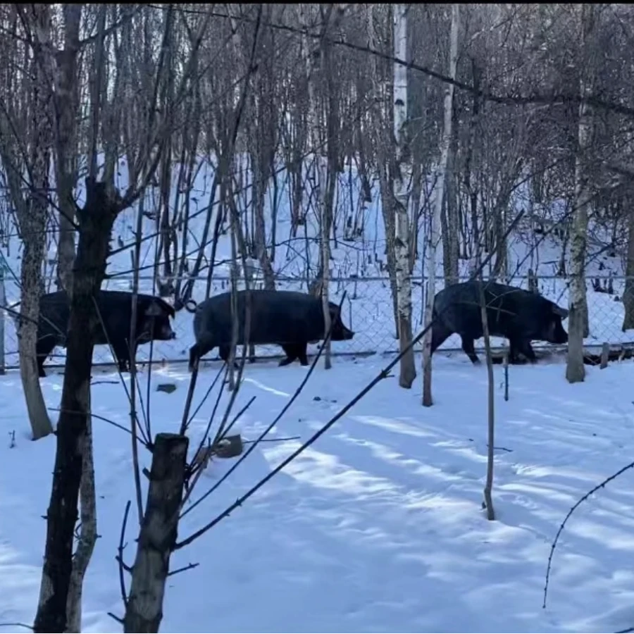 脊骨 跑山黑猪肉 农村散养