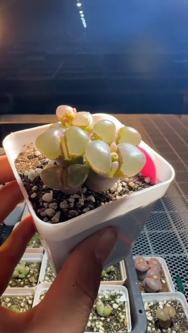 h****i肉锥多肉植物5-48