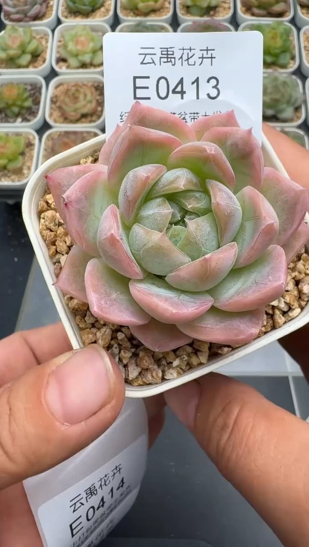 413E云禹多肉植物 带盆土纸巾打包 3颗包邮