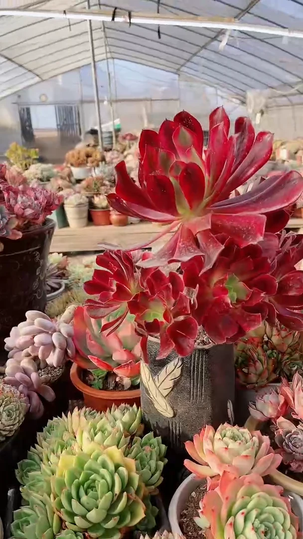 【闪购商品】17145