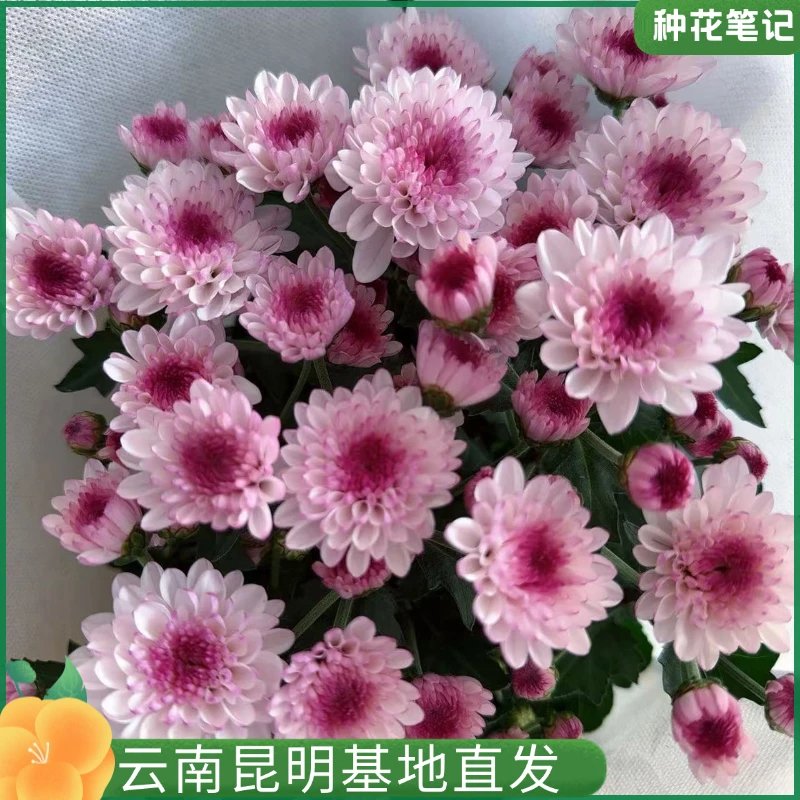 【南农丹心 】小雏菊多年生开花好养易活阳台庭院耐寒耐热基地直发