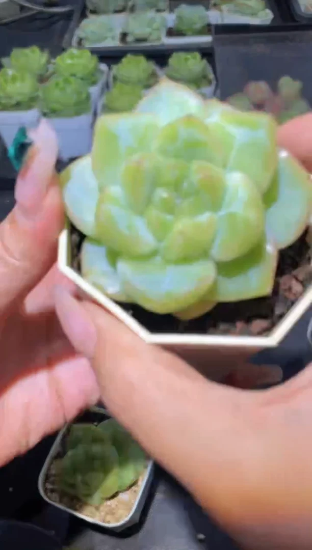 104灯芯量拍随机发一颗