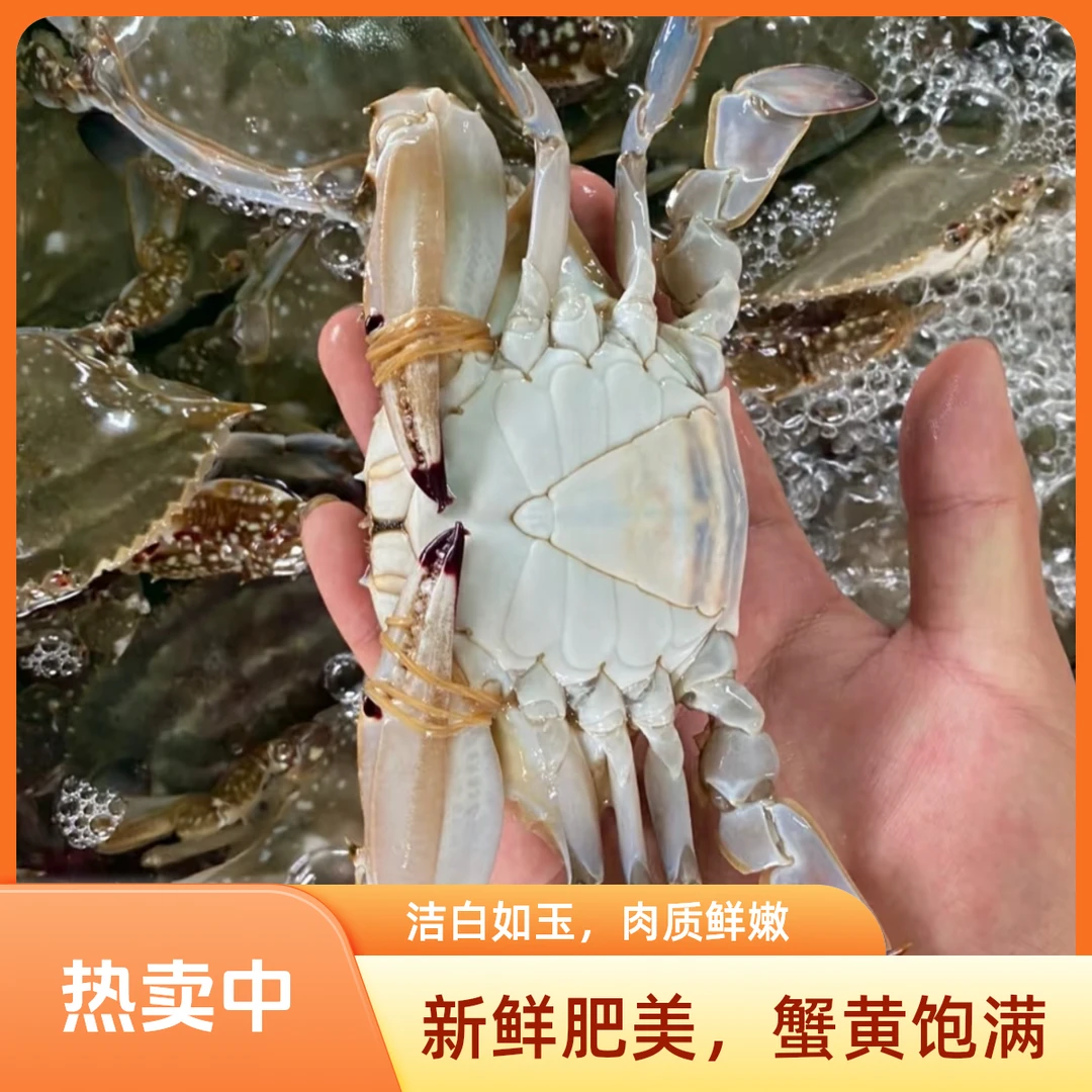 规格5-6两/只 东港梭子蟹共3斤共5-6只梭子蟹同城【保鲜不保活】