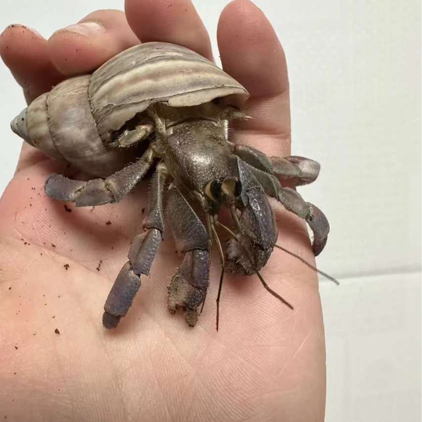 星星懒人宠物大小寄居蟹