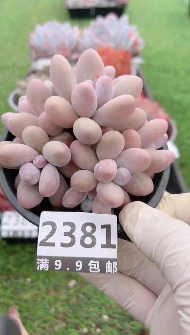 【闪购商品】信福多肉一物一拍