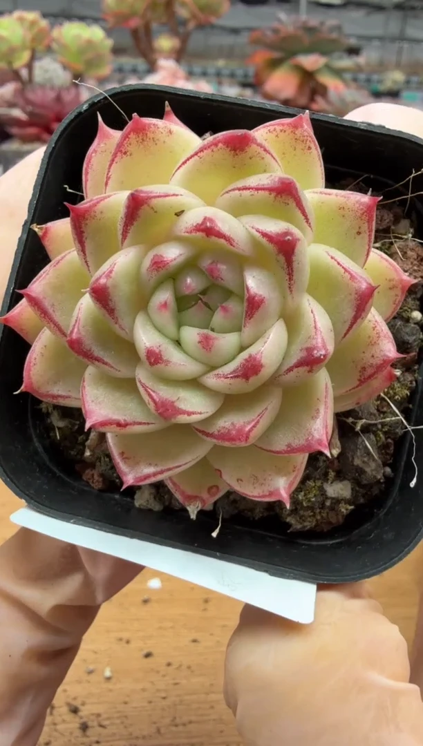 东云多肉园二店-98