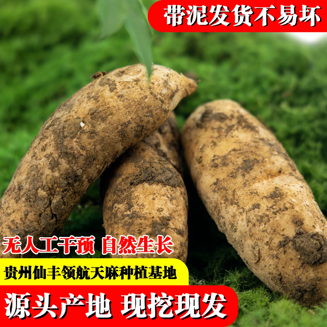 特产新鲜仿野生林下种植自然环境生长东北正宗贵州天麻