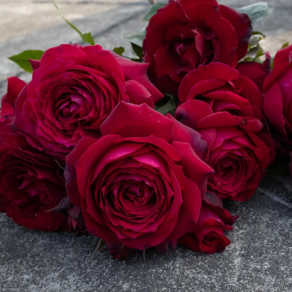 红色詹尼斯棒棒糖开花庭院阳台盆栽地栽树桩月季