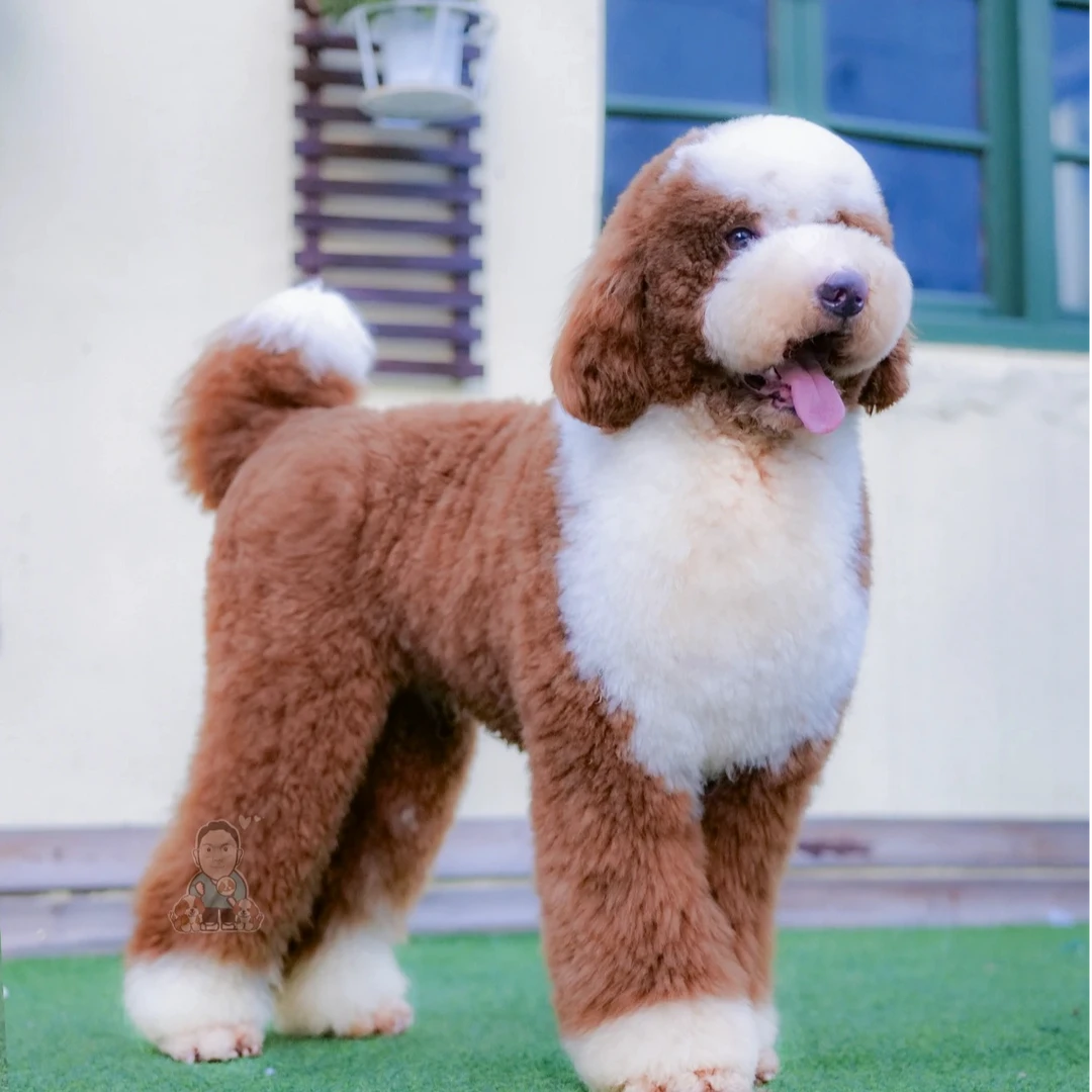 巨型贵宾犬活体链接  家庭陪伴犬