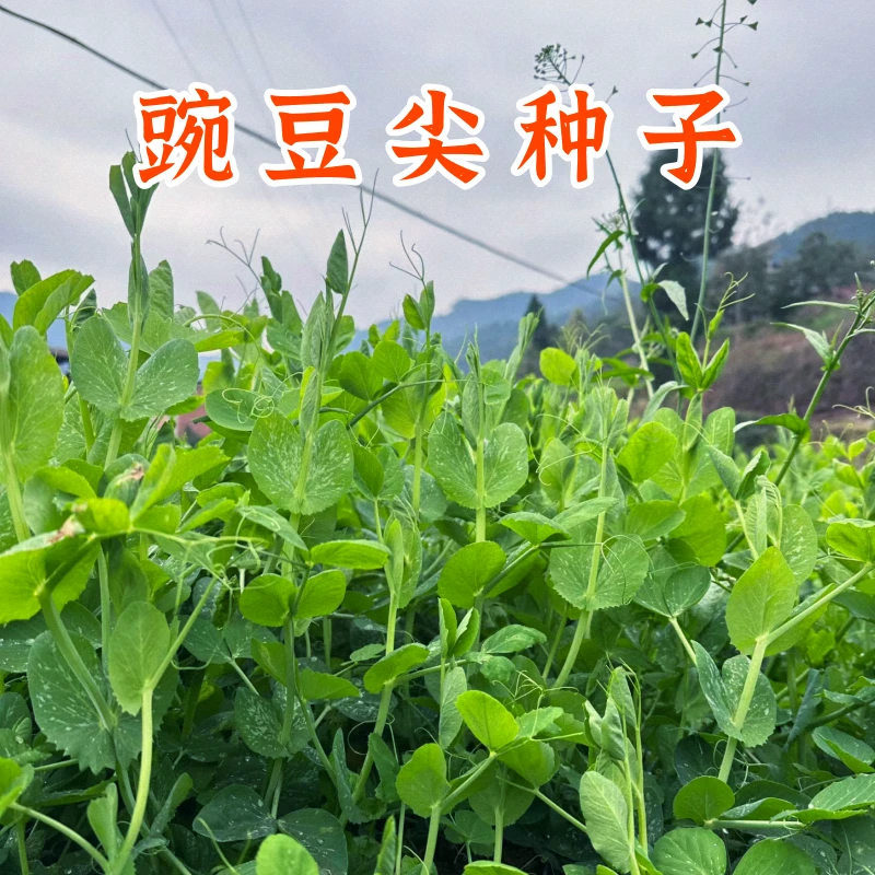 【全店满5包包邮】豌豆尖种子龙须菜豌豆苗鲜美速生蔬菜籽阳台