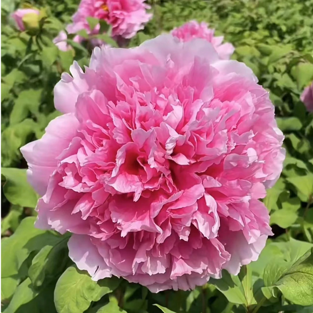 粉色牡丹【珊瑚台】千层观赏大花型 春天开花易成活易开花