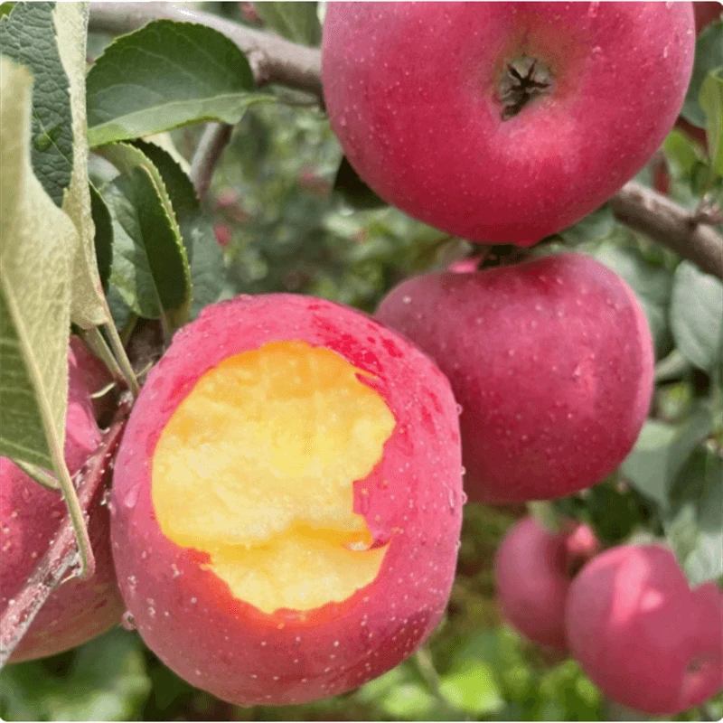 红富士苹果树果苗脆甜晚熟烟富六号苹果苗嫁接神富6号南北方种植