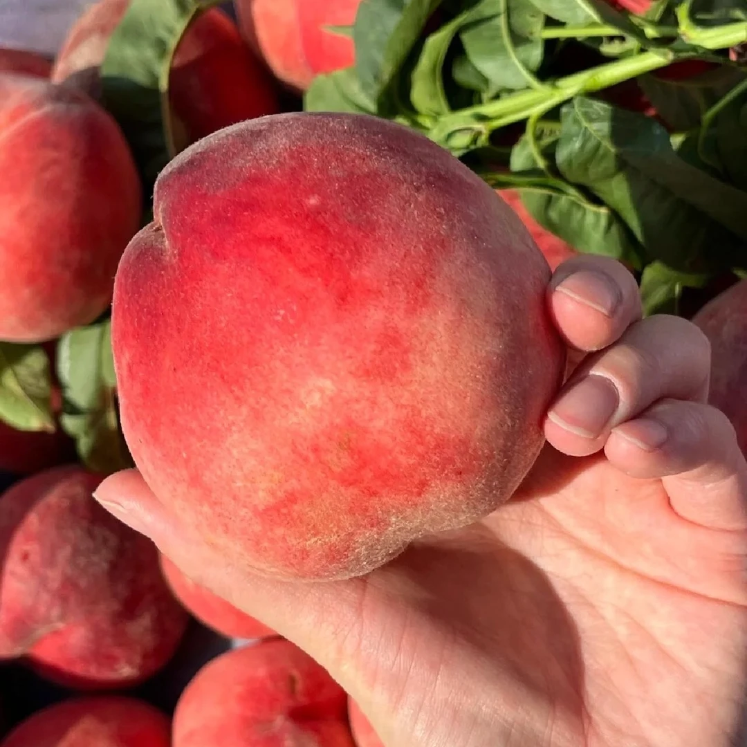 【火焰山仙桃次日达】新疆火焰桃仙桃两斤送一斤顺丰包邮五月二十五当季新鲜水果桃子新疆维吾尔自治区