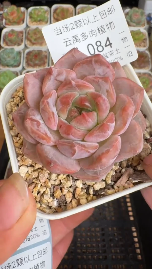 084d盆土发(6.5cm杯）一物一拍 珍妮多肉