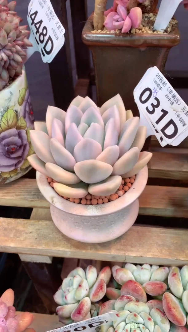 031D（一物一拍，精品多肉，w所见即所得 ）