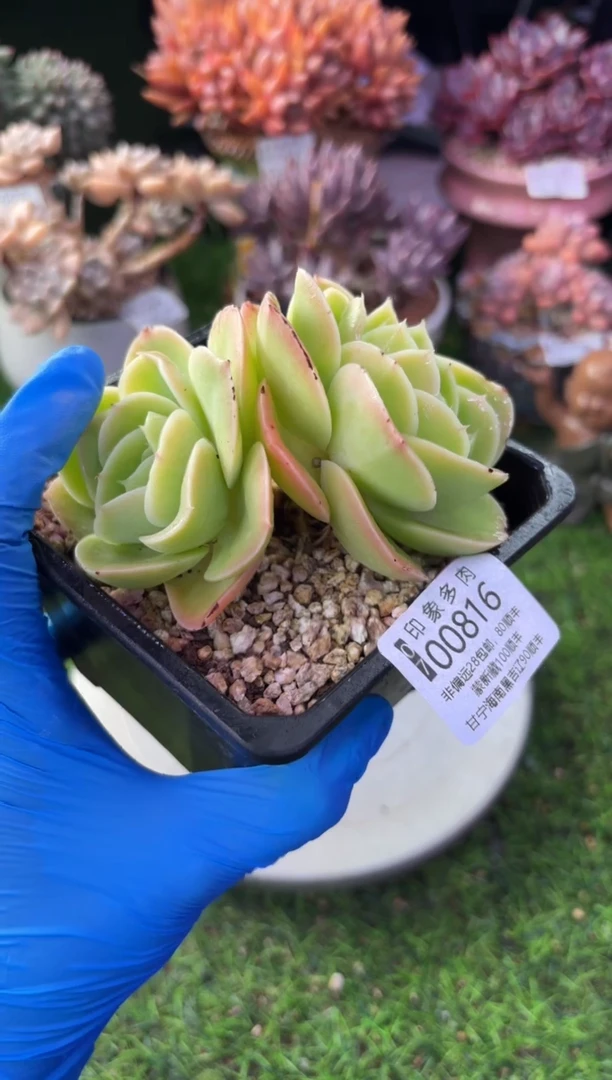 昆明印象多肉00816