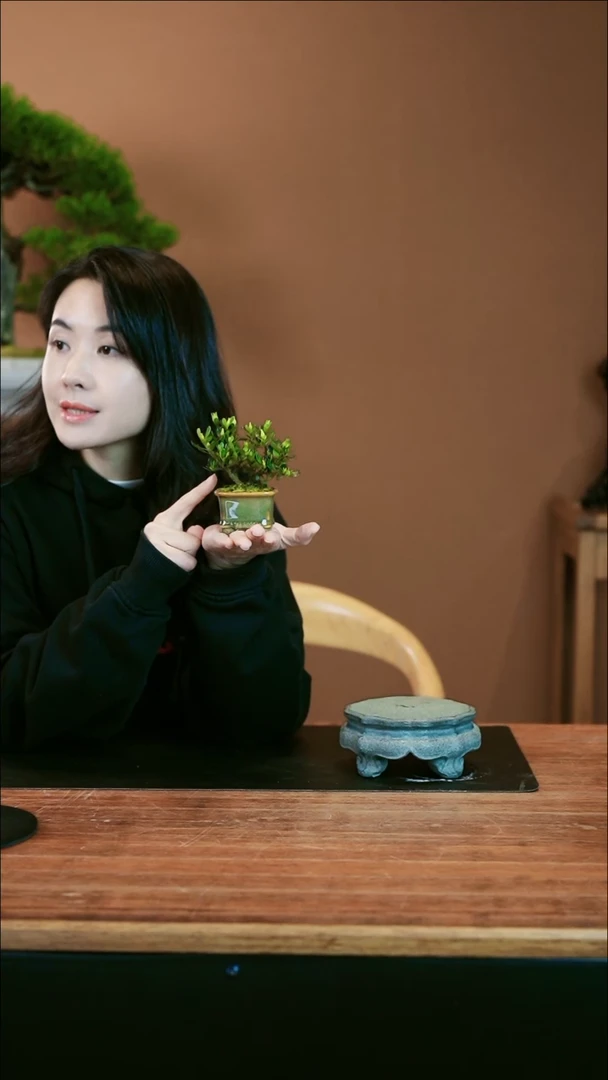 【闪购商品】盆景释迦栀子花 小绿