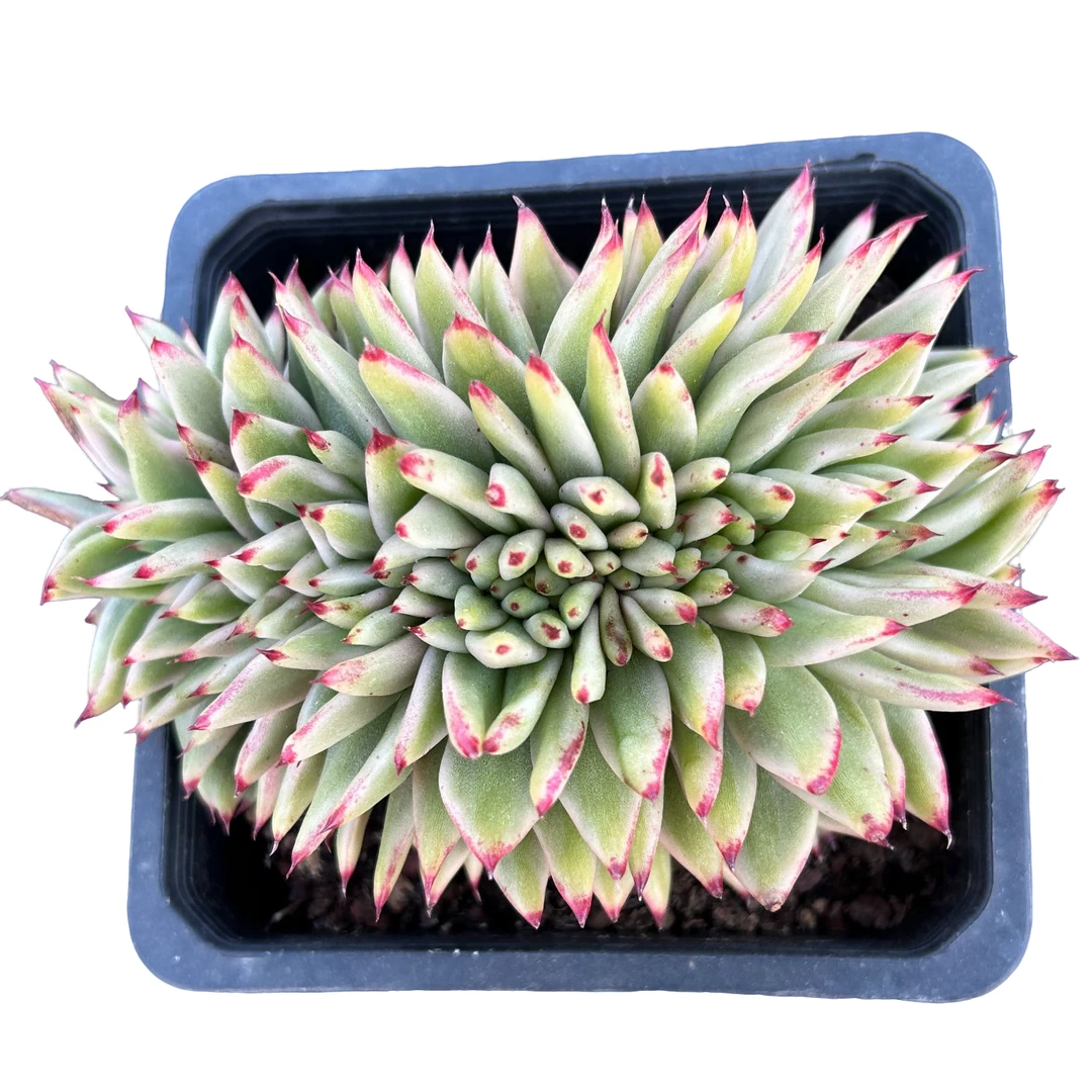 艾克魂缀化带盆土 多肉植物室内绿植净化空气