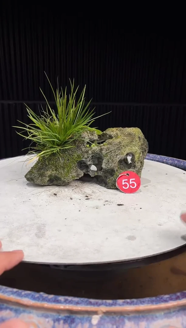 55造型吴定石一物一拍专属