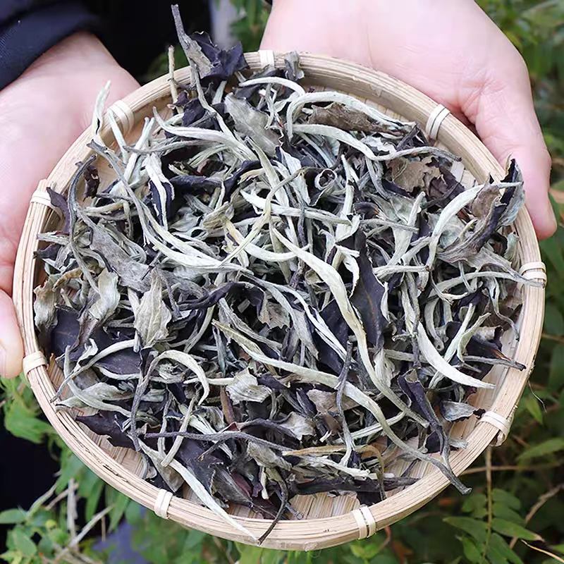 云南景谷 24 年月光美人白茶