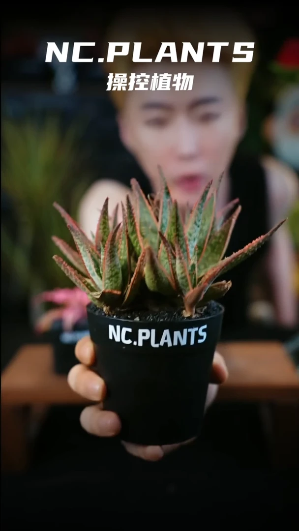 无花朵圣诞精灵（新品福利