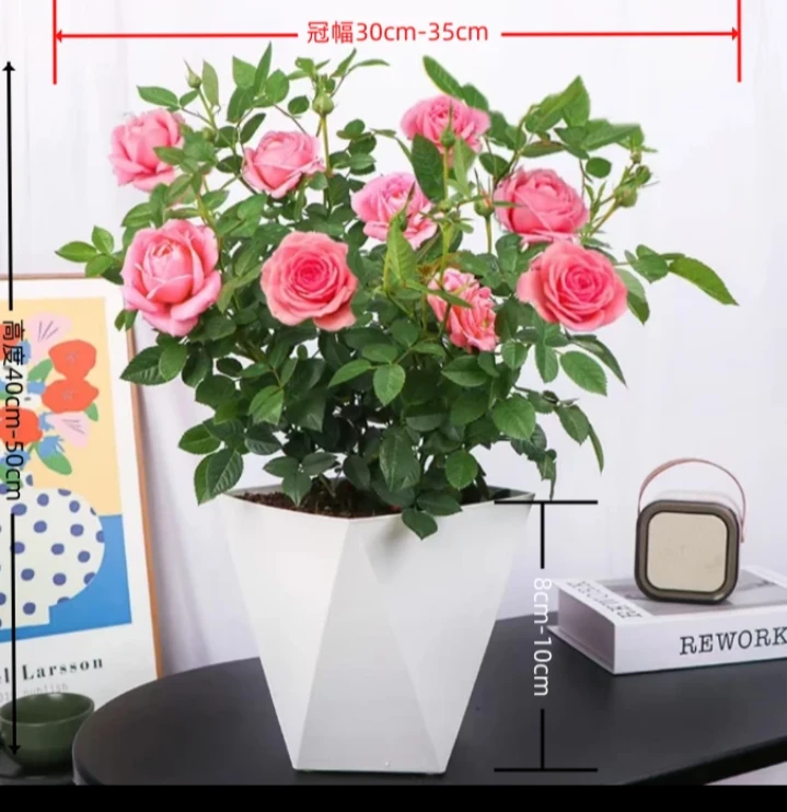 带花苞【仙度瑞拉|欧洲玫瑰月季】粉色盆栽 (菱形盆带土基地发)