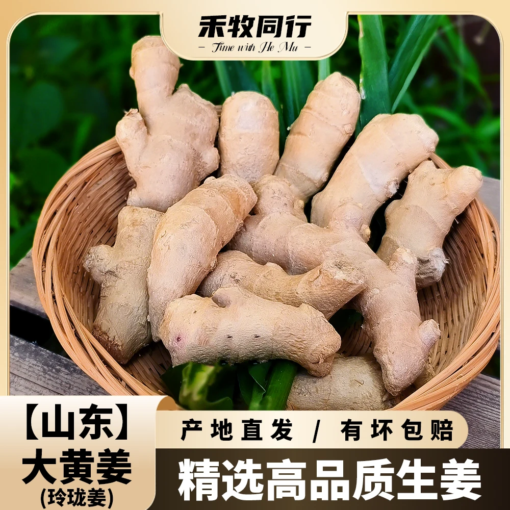 【禾牧同行】山东特产大黄姜生姜新鲜无土水洗辛辣味浓月子姜