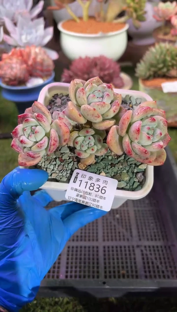 【闪购商品】11836