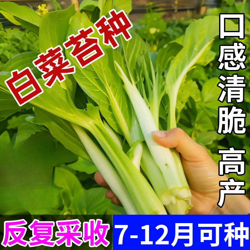 【白菜苔种子】种籽大全菜种苔菜四季菜心菜苔蔬菜孑子速生莱籽种