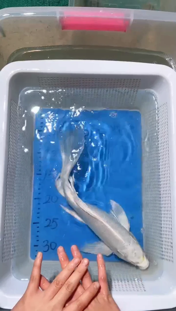 锦鲤锦鲤蝴蝶鲤鱼拍开箱视频包售后