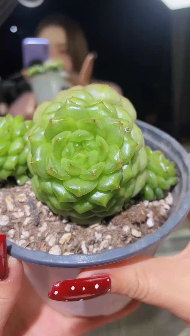 闪购1639  大灯泡不包整散多肉一颗  8厘米