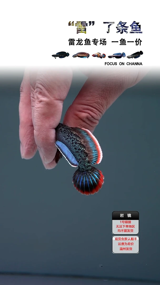 雷龙鱼用****8鬼王1111111