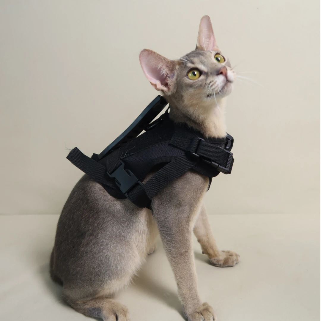 【小月家】阿比西尼亚宠物活体猫咪