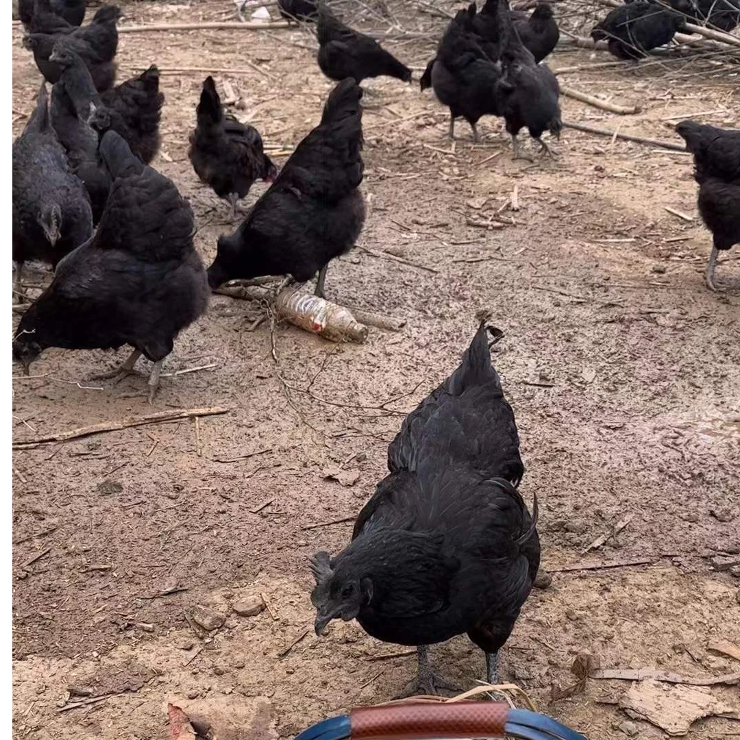 农村土鸡现杀现发杀好4斤左右包邮发货