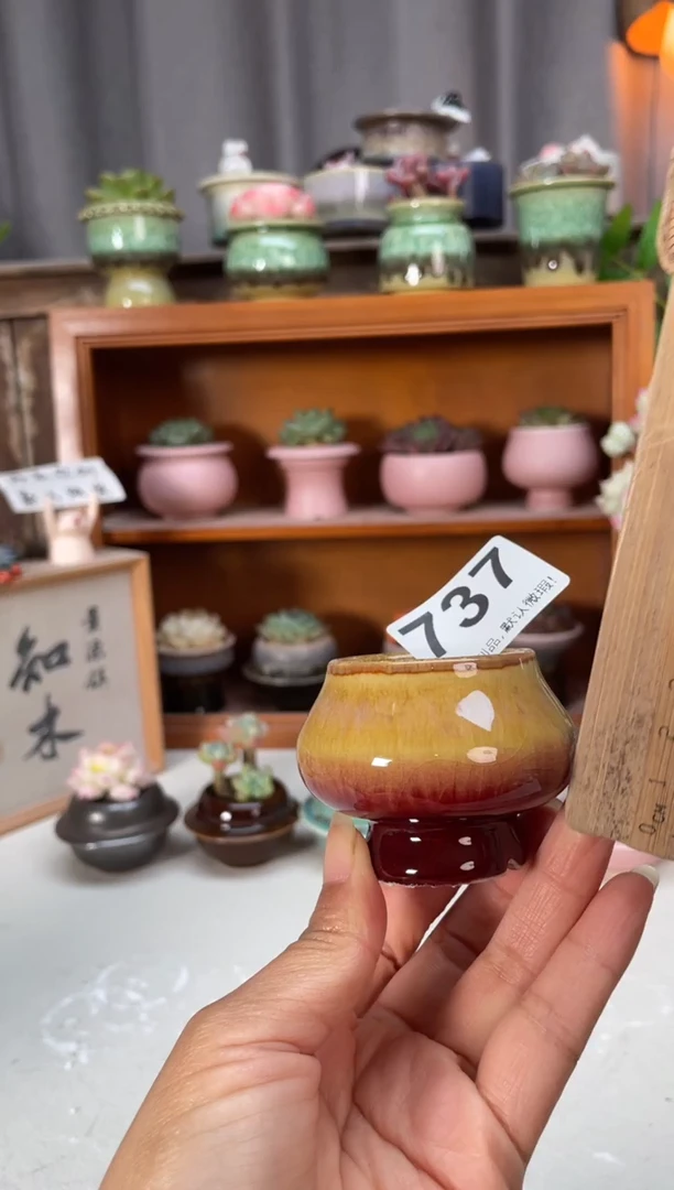 瓷片737小芳花盆直播编号