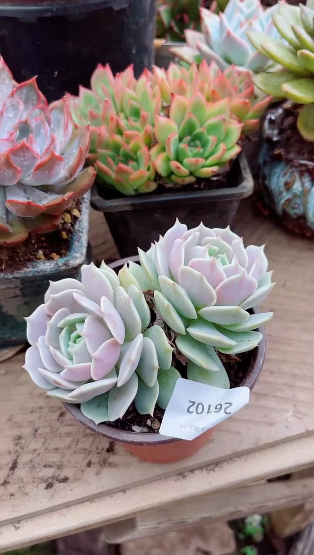 香****）26102多肉植物一物一拍
