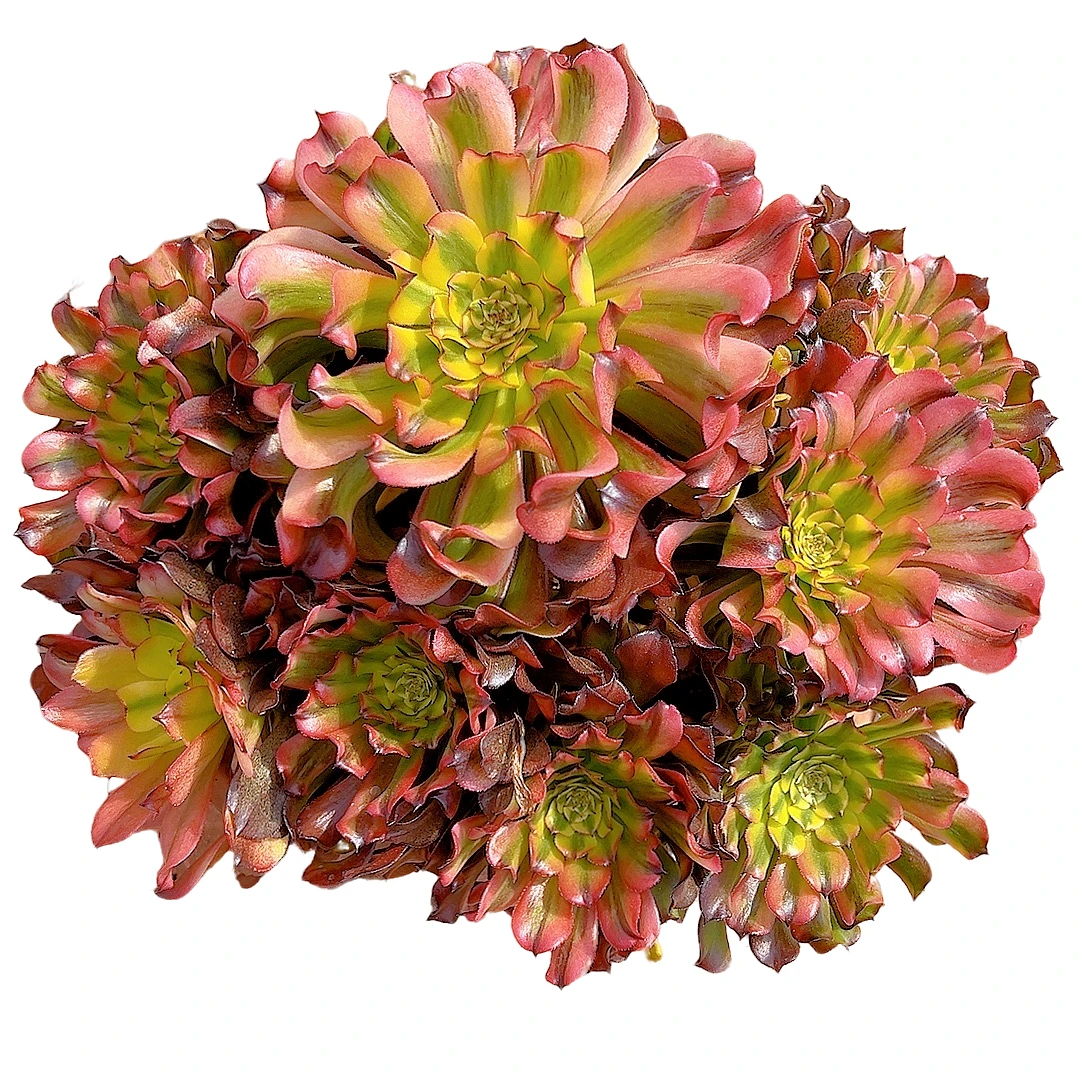 【西府海棠法师一单包邮】星花怒放阳台露台办公绿植多肉栽种养护四