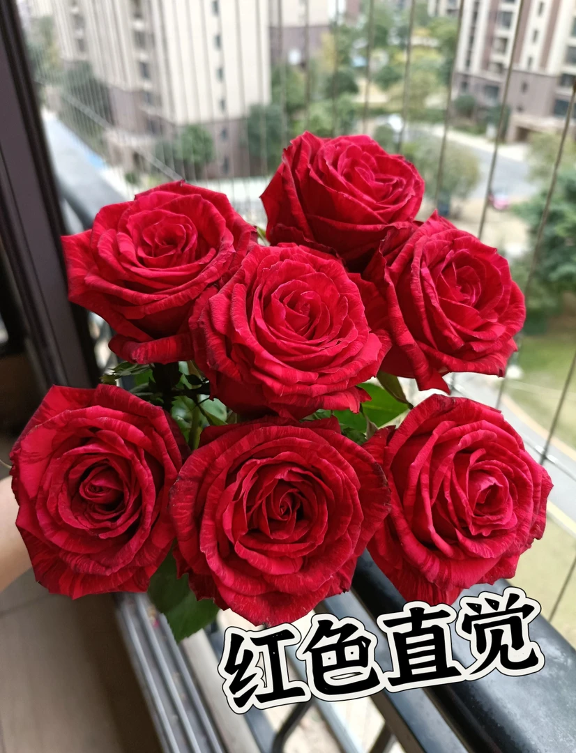 【红色直觉】可儿茁时花园精选月季 精品根接露天苗切花抗病勤花