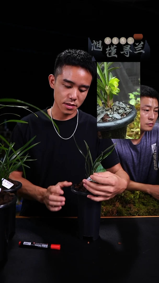 当前无花栽培后可以开花一**风春兰-绿云（3苗连体）内部价