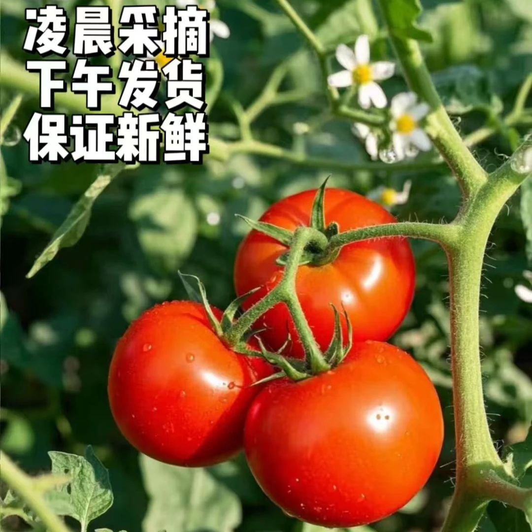 【现摘现发】河南番茄  沙瓤番茄  产地直发  自产自销  坏果包赔