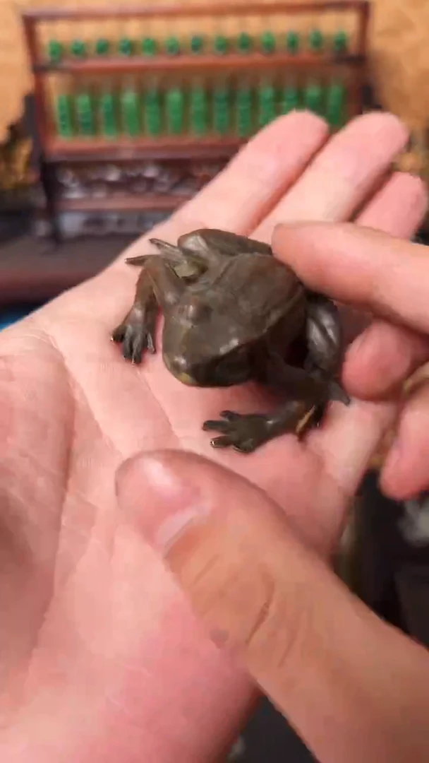 【闪购商品】好运来直播间专属链接