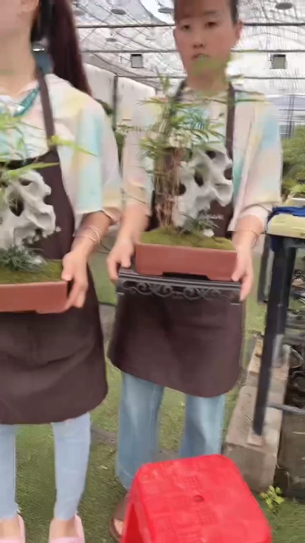 无花朵Z22红观音竹 红泥