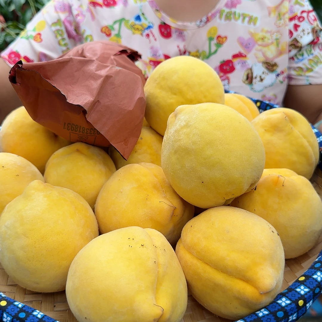 现摘现发新鲜黄桃脆甜多汁应季水果5斤装