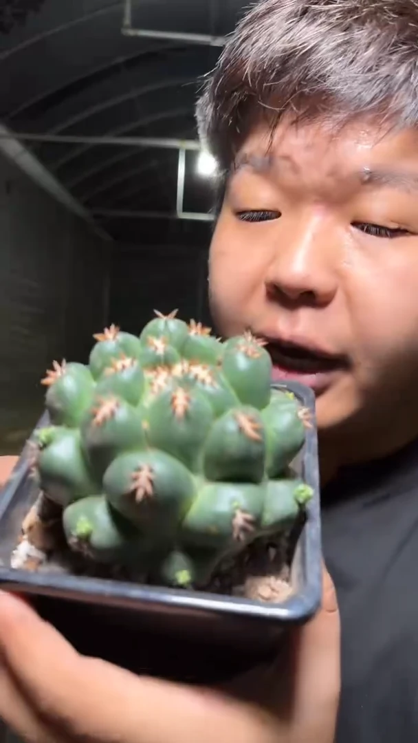 短豪刺 獠牙【带盆土】7-10cm