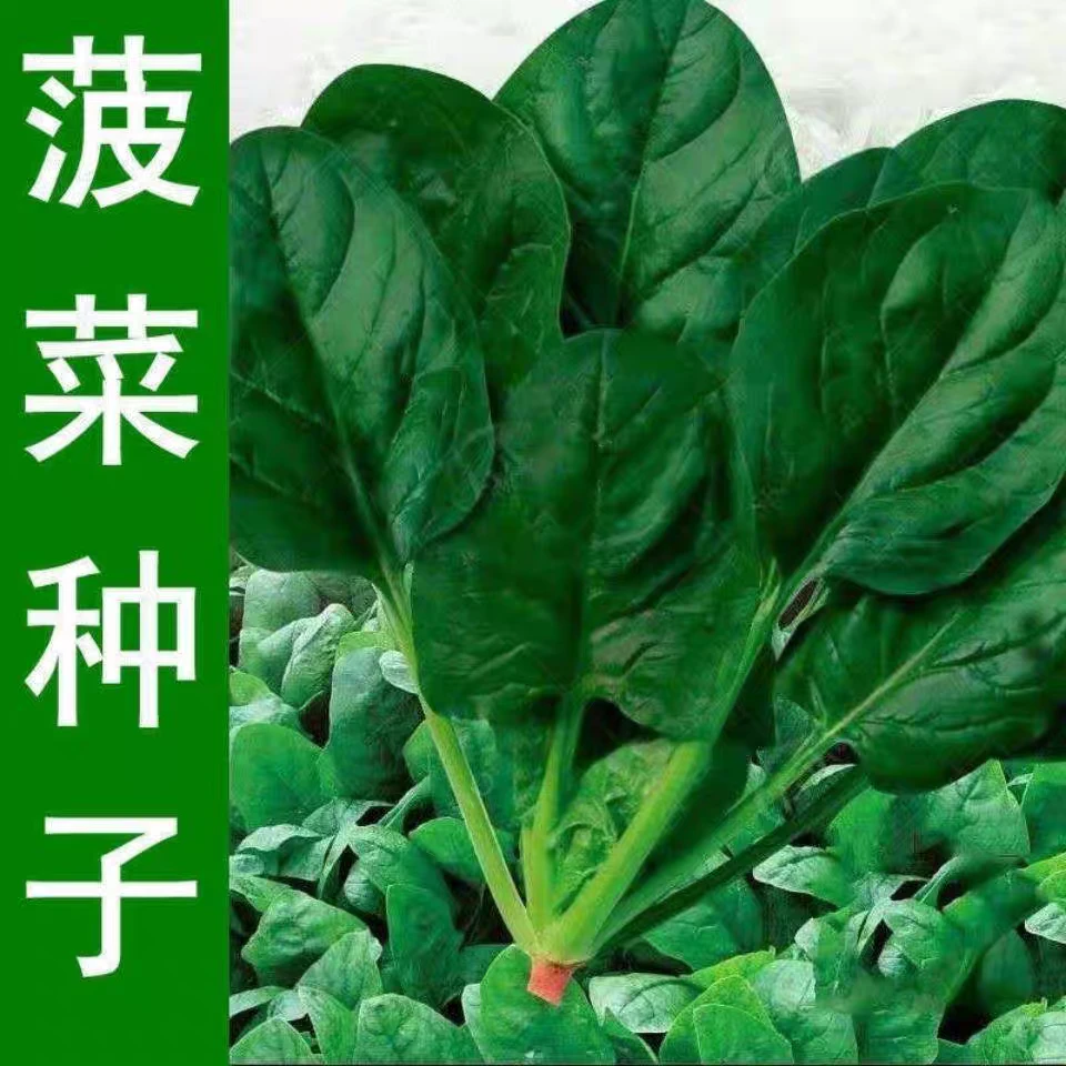 猪耳朵大叶菠菜种子大叶厚叶菠菜种子籽阳台小院四季播蔬菜种子