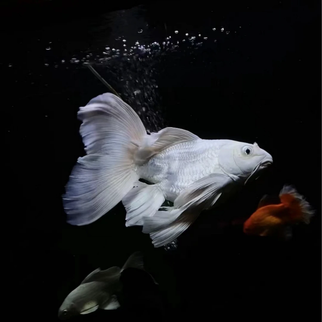 台湾纯种蝴蝶鲤观赏鱼大鳍大尾淡水好养耐活
