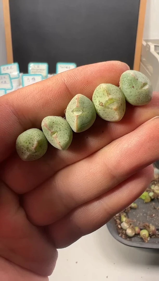 【闪购商品】量拍紫式部5颗一组